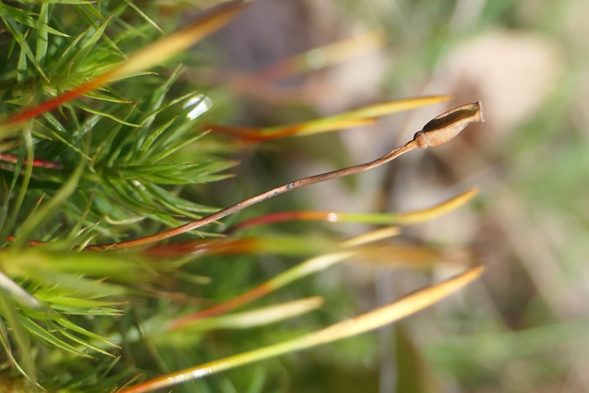 anderer Fundort in der Nähe mit frischen/altem Sporophyt