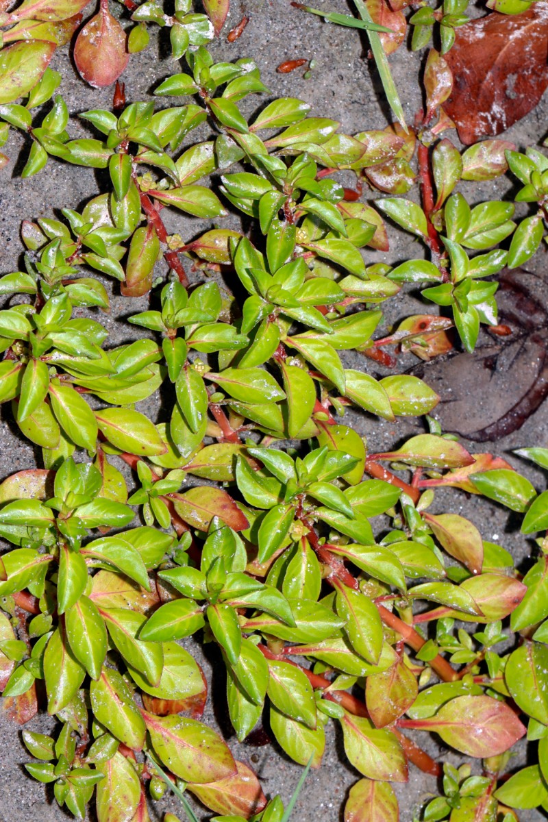 Ludwigia palustris Schiltung Baggersee A10.jpg