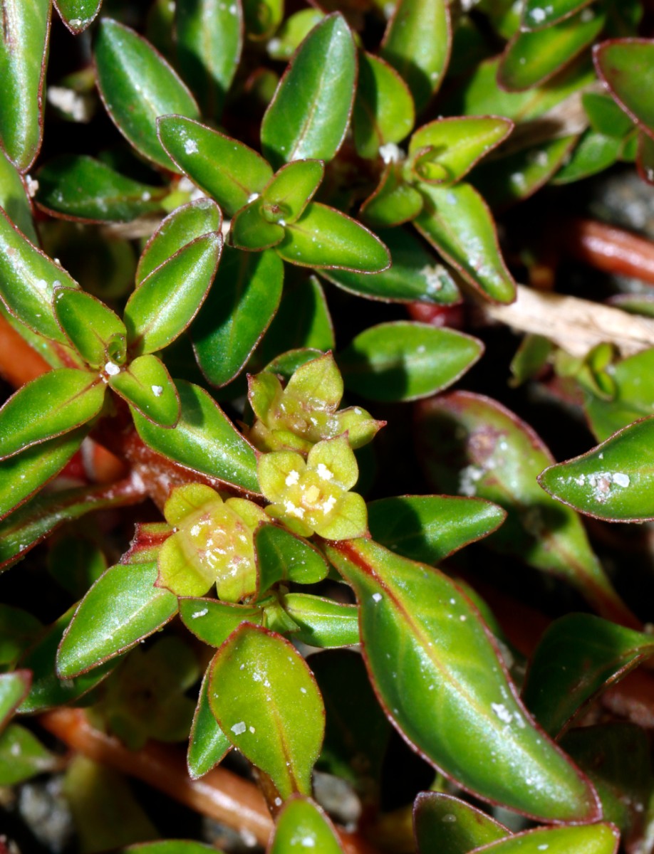 Ludwigia palustris Schiftung Baggersee A15.jpg