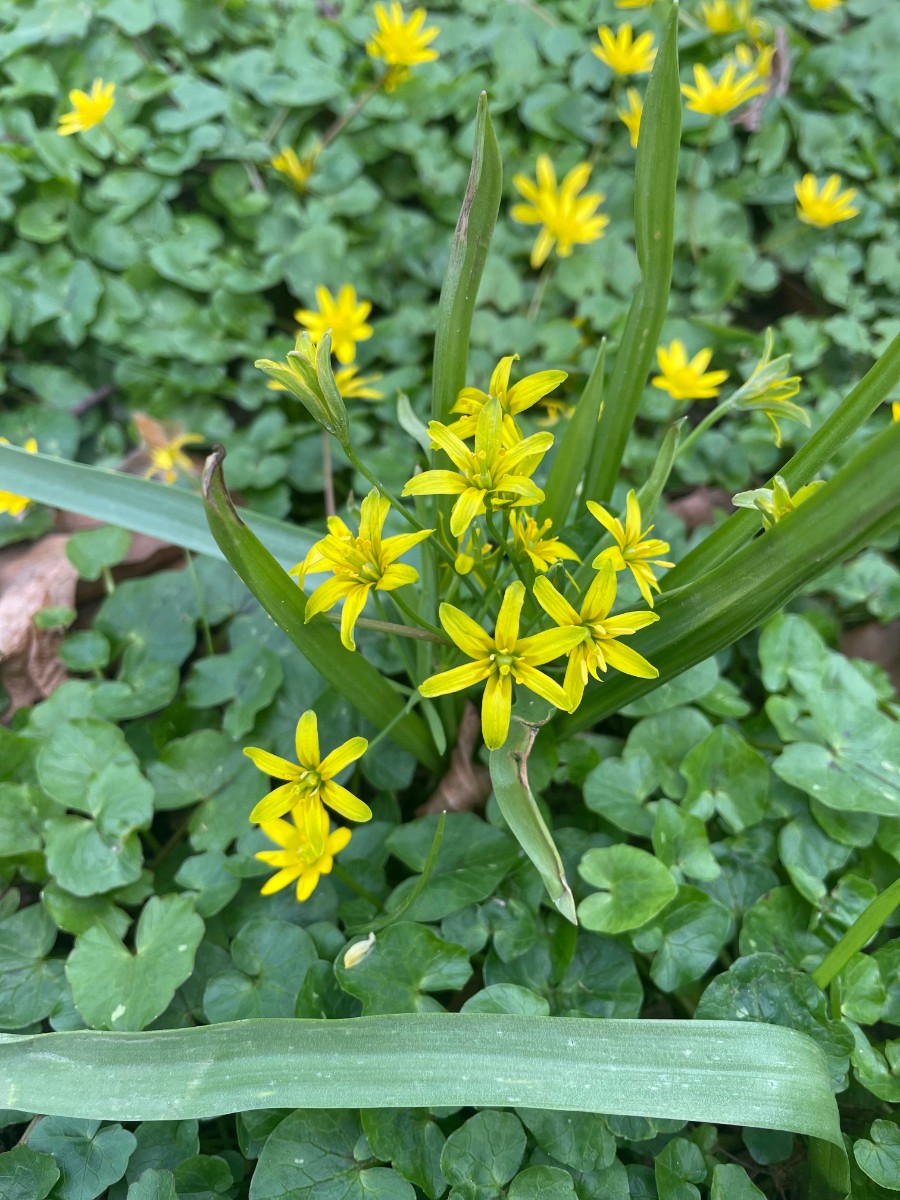 Gagea lutea SchlossgartenBruchsal I2.jpg