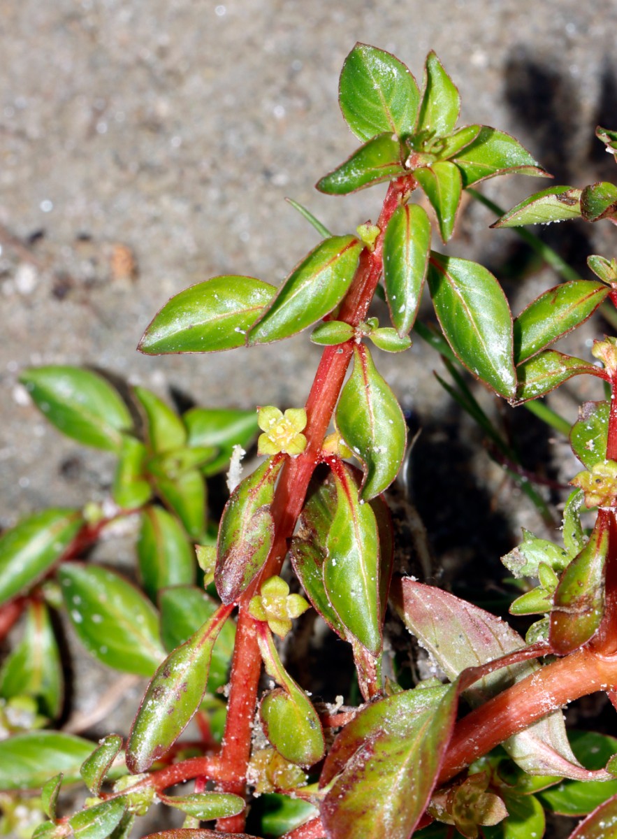 Ludwigia palustris Schiftung Baggersee A17.jpg