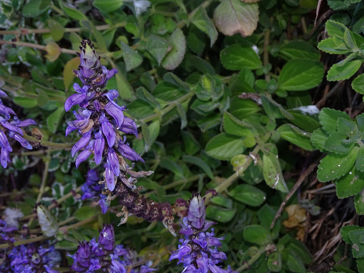 Plectranthus ornatus - Kopie.JPG