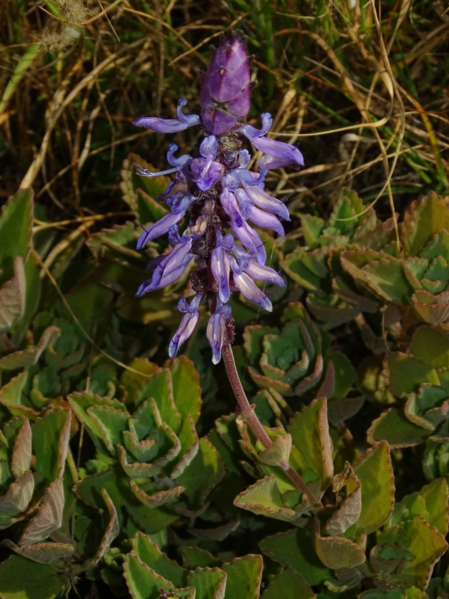 Plectranthus - Kopie.JPG