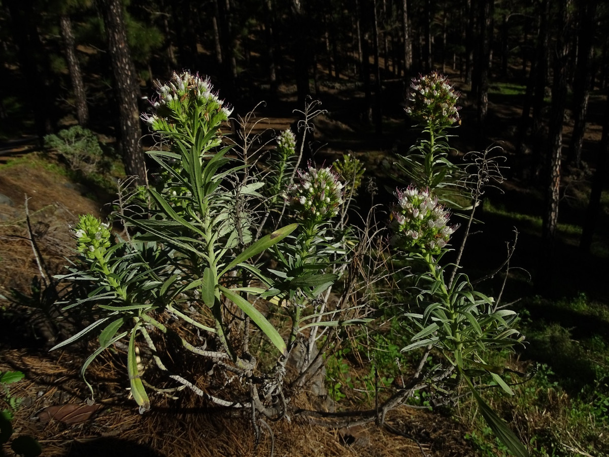 Echium - Kopie.JPG