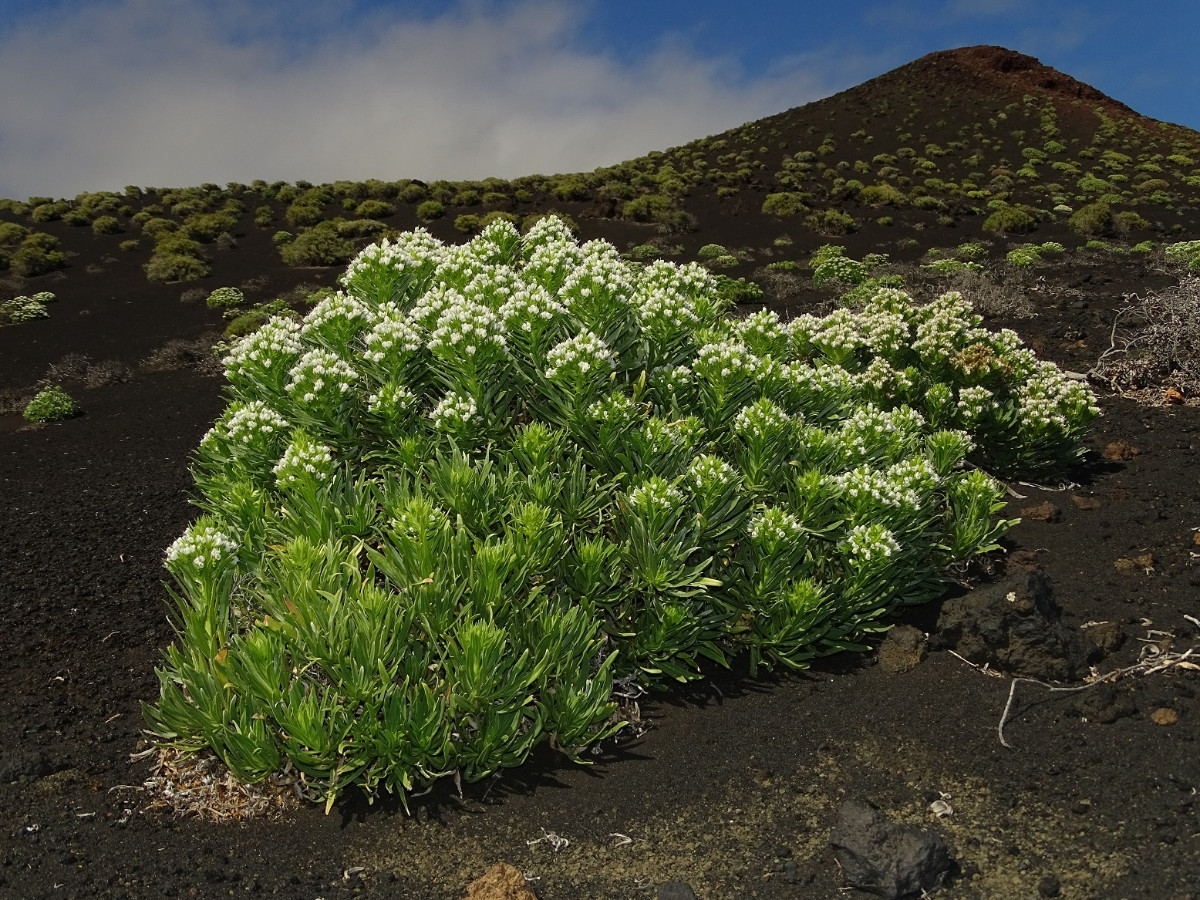 Echium brevirame - Kopie.JPG