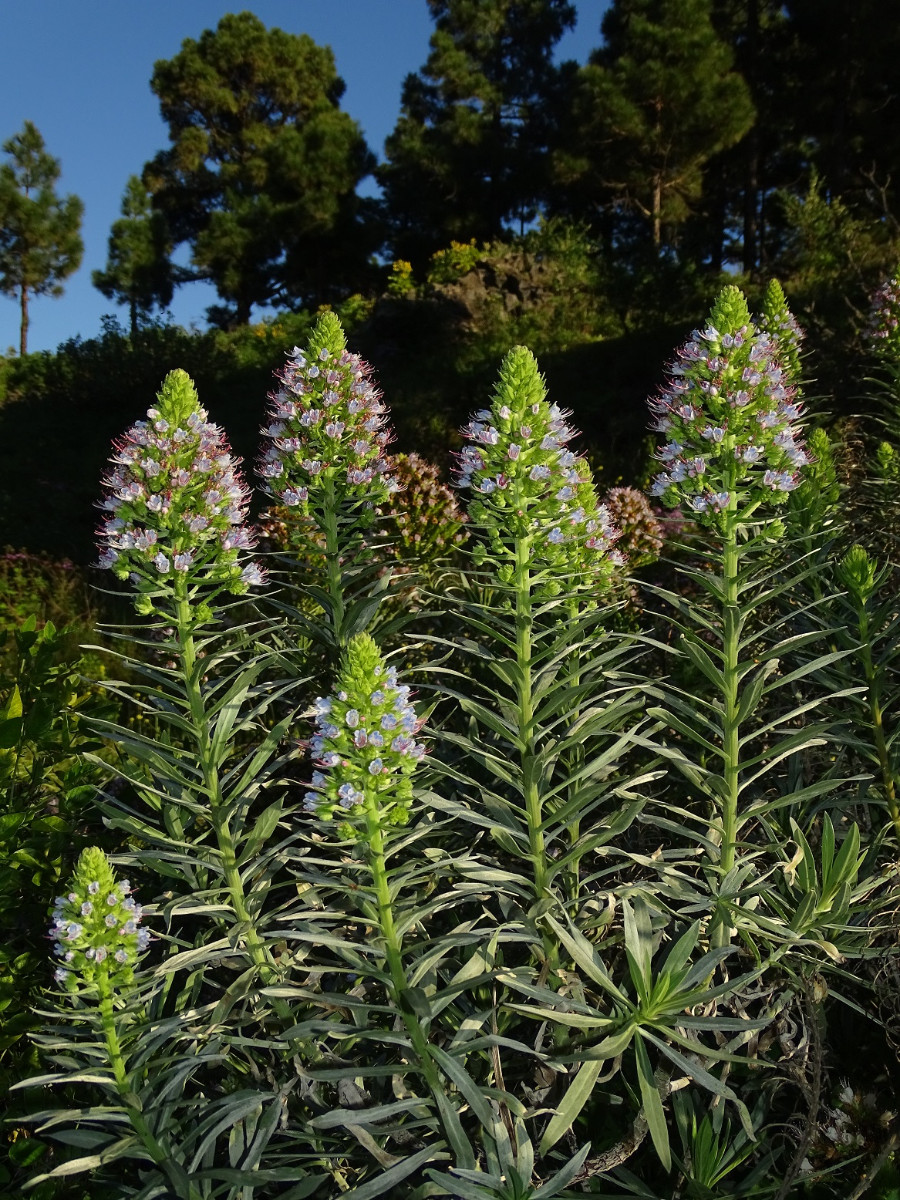 Echium webbii - Kopie.JPG