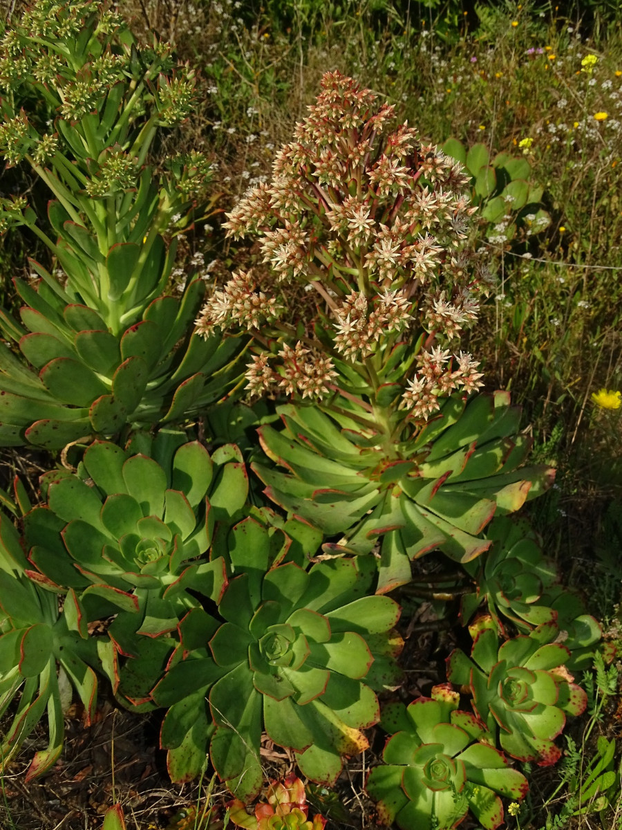 Aeonium - Kopie.JPG