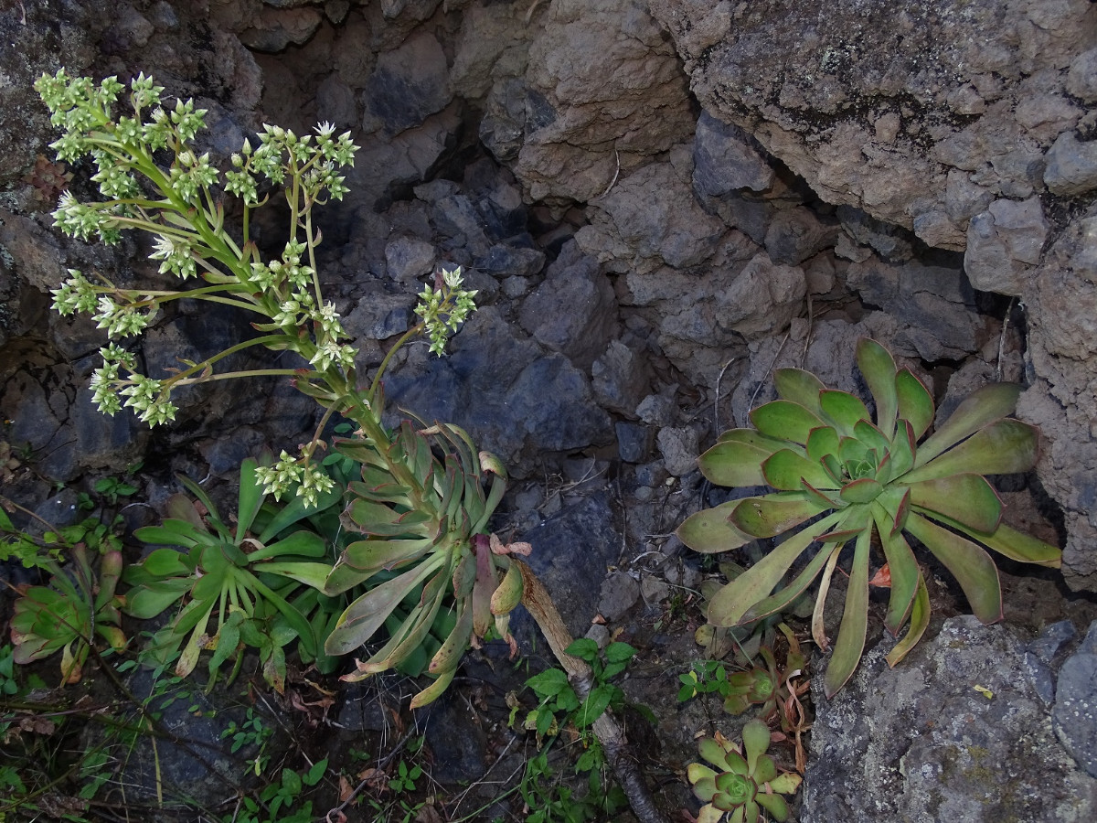 Aeonium hierrense - Kopie.JPG