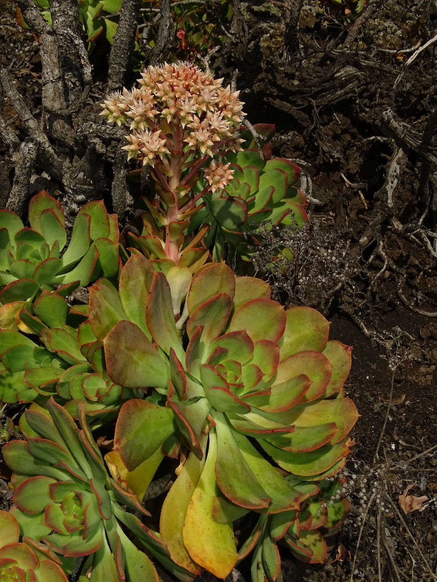 Aeonium davidbramwellii - Kopie.JPG