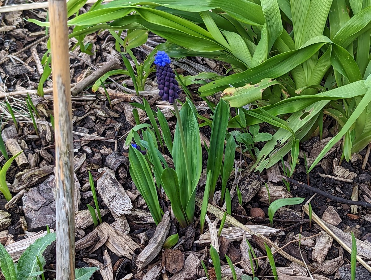 Muscari latifolium