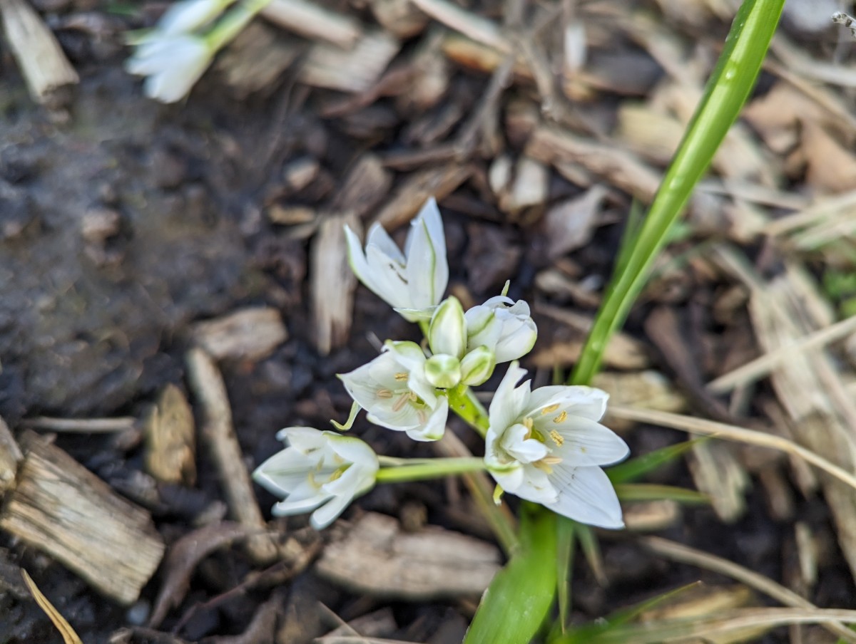 Ornithogalum balansae