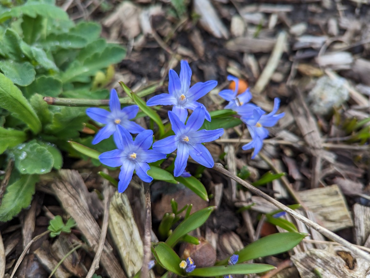 Chionodoxa luciliae