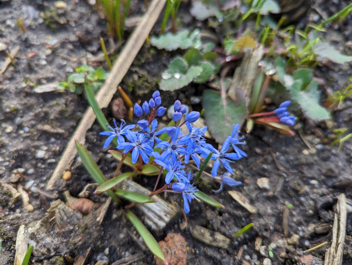 Scilla bifolia