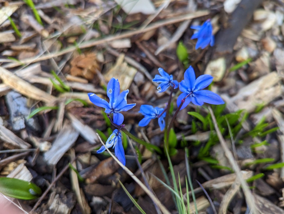 Scilla siberica