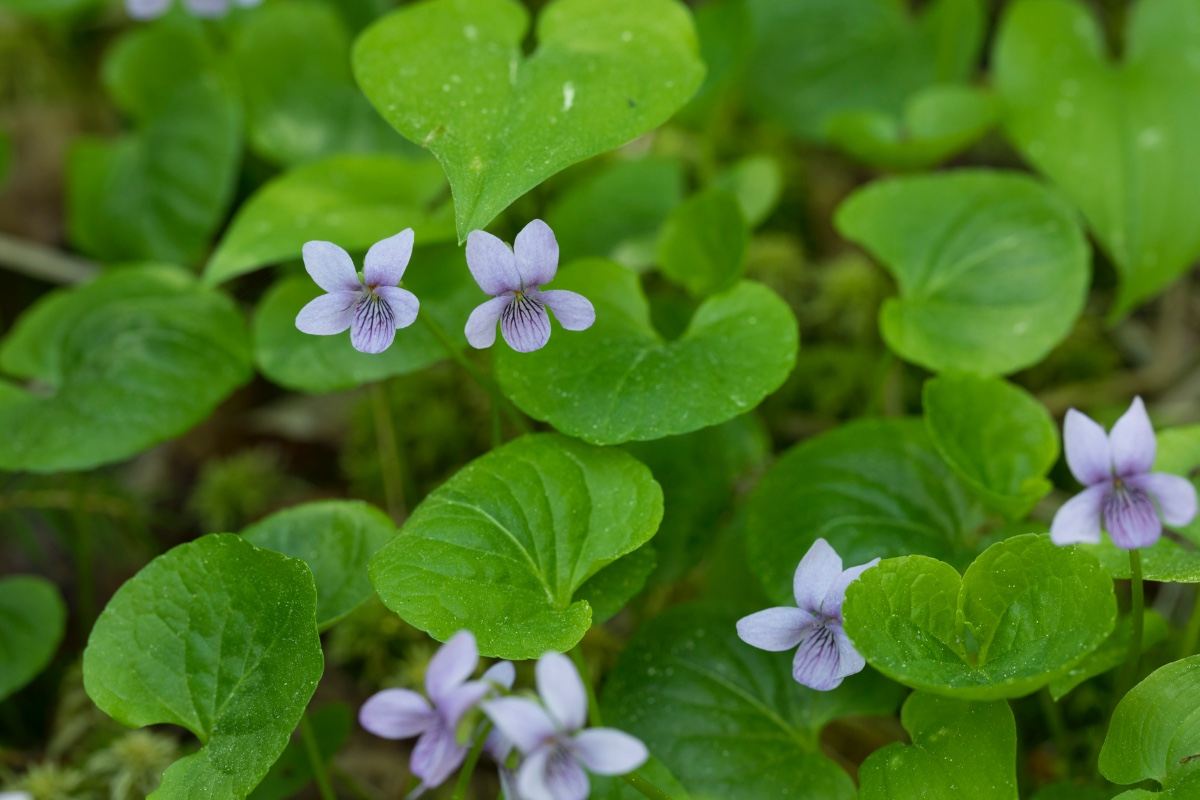 Viola-Schweden_FH2206050001.jpg