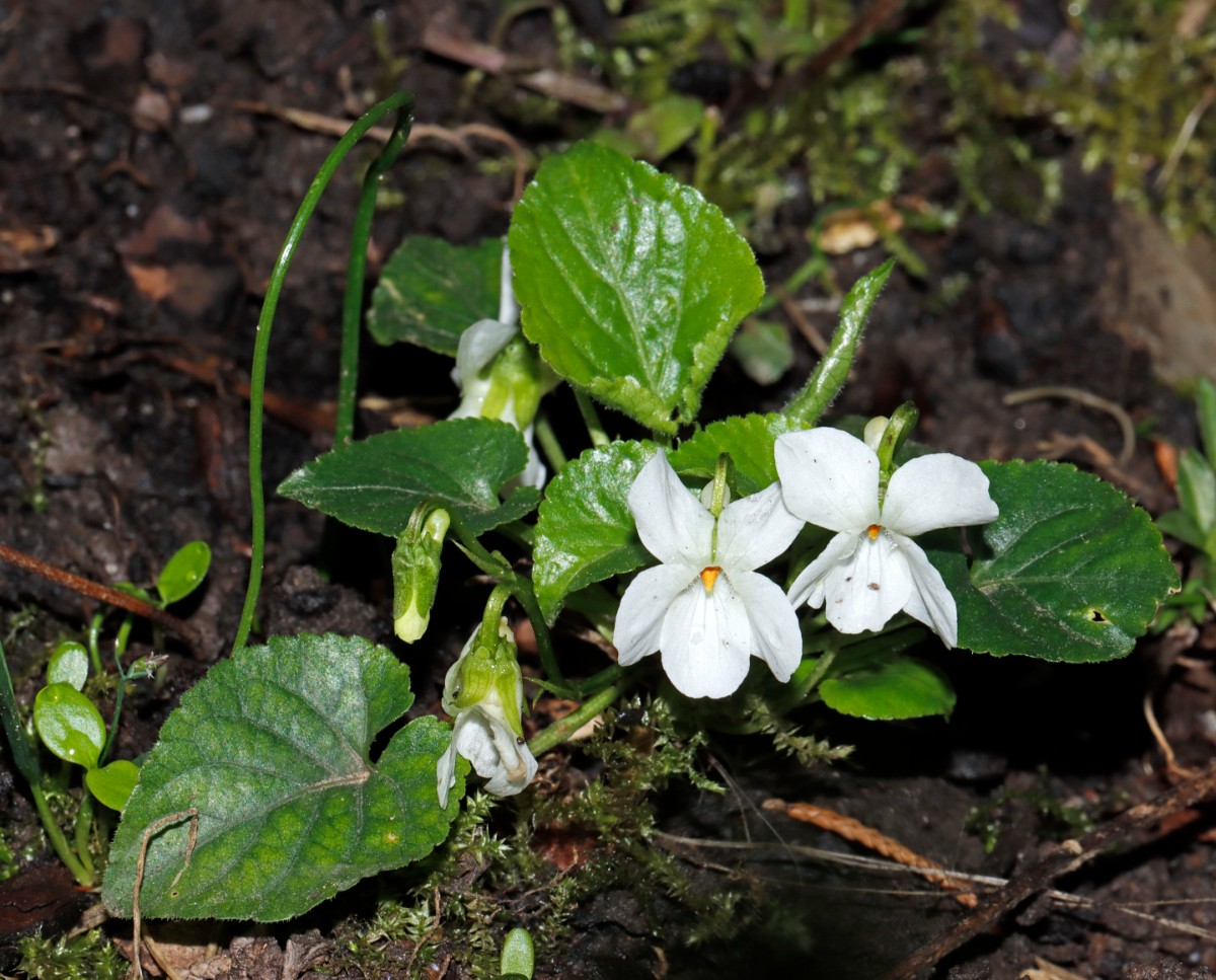 Viola alba GartenWe 23 A2.JPG