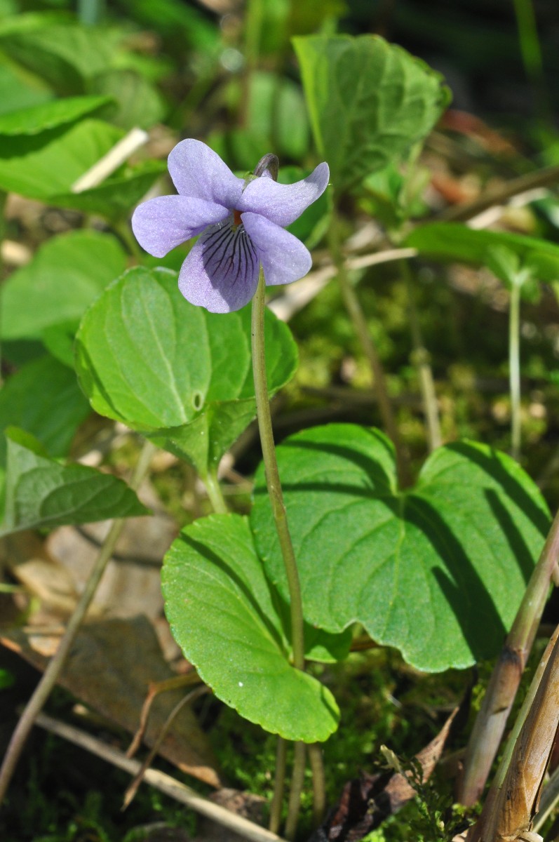 Viola epipsila JCSchou Biopix 59903.JPG