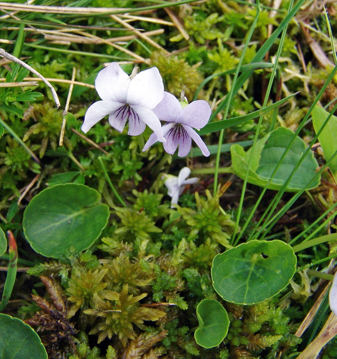 Viola palustris y Feldberg G7.jpg