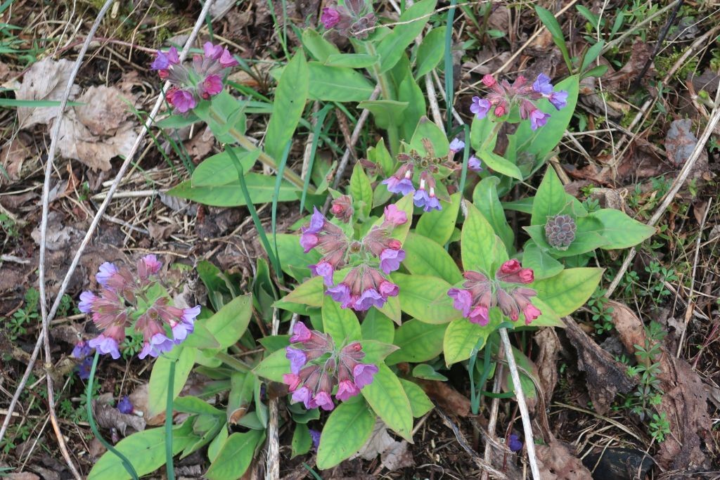 Pulmonaria mollis 1_2023-03-25.jpg