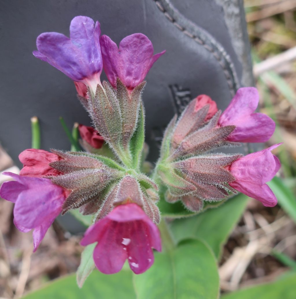 Pulmonaria mollis 2_2023-03-25.jpg