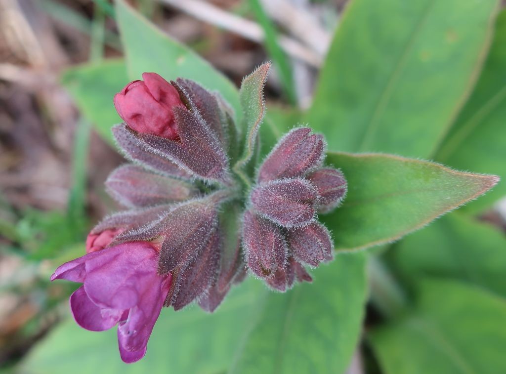 Pulmonaria mollis 3_2023-03-25.jpg