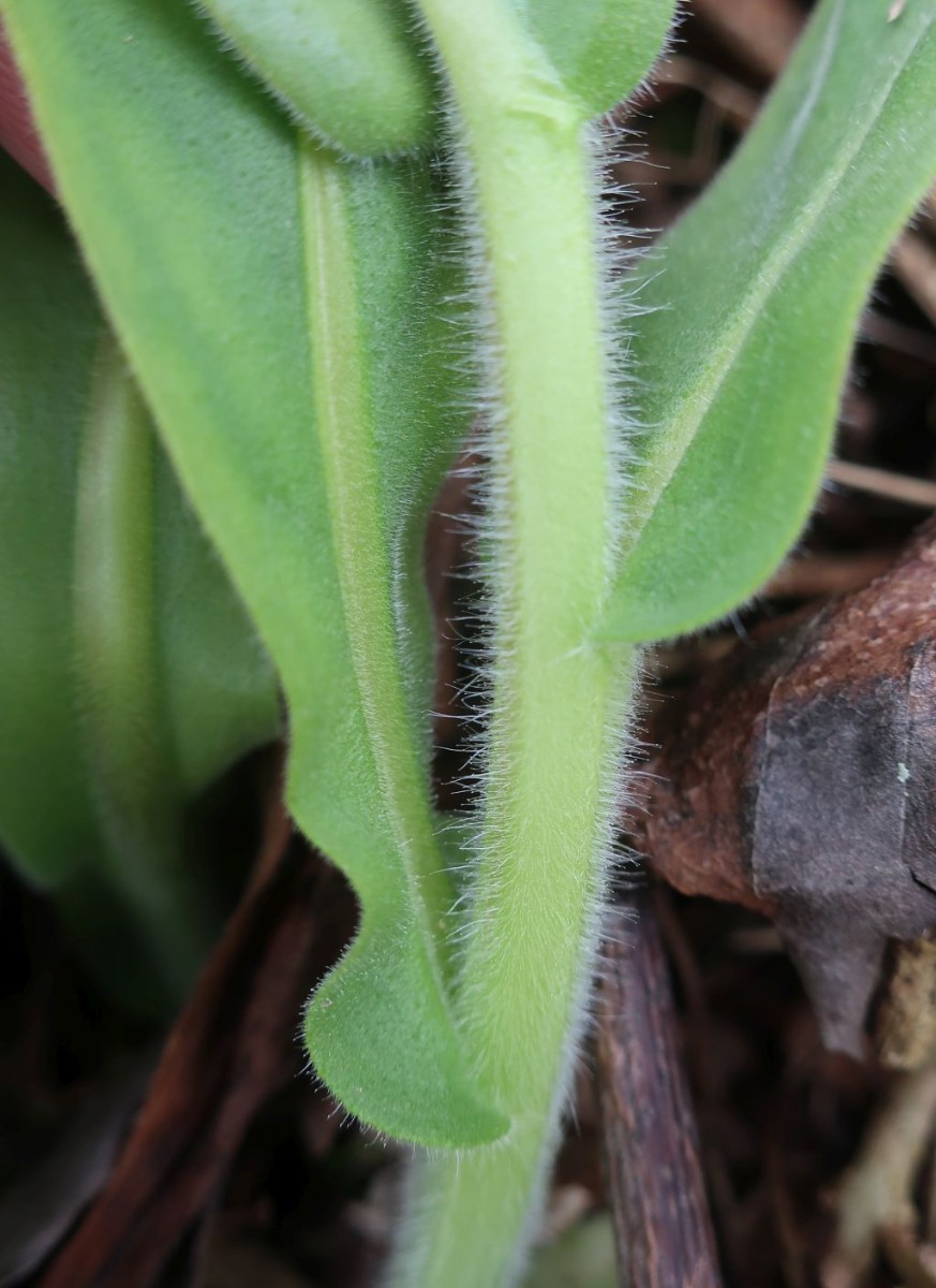 Pulmonaria mollis 4_2023-03-25.jpg