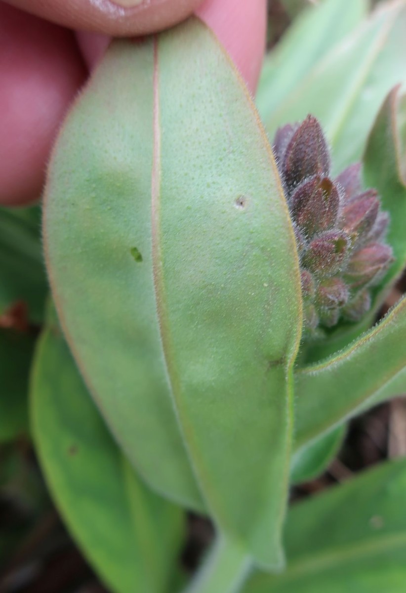 Pulmonaria mollis 5_2023-03-25.jpg