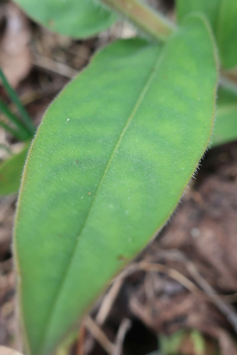 Pulmonaria mollis 6_2023-03-25.jpg