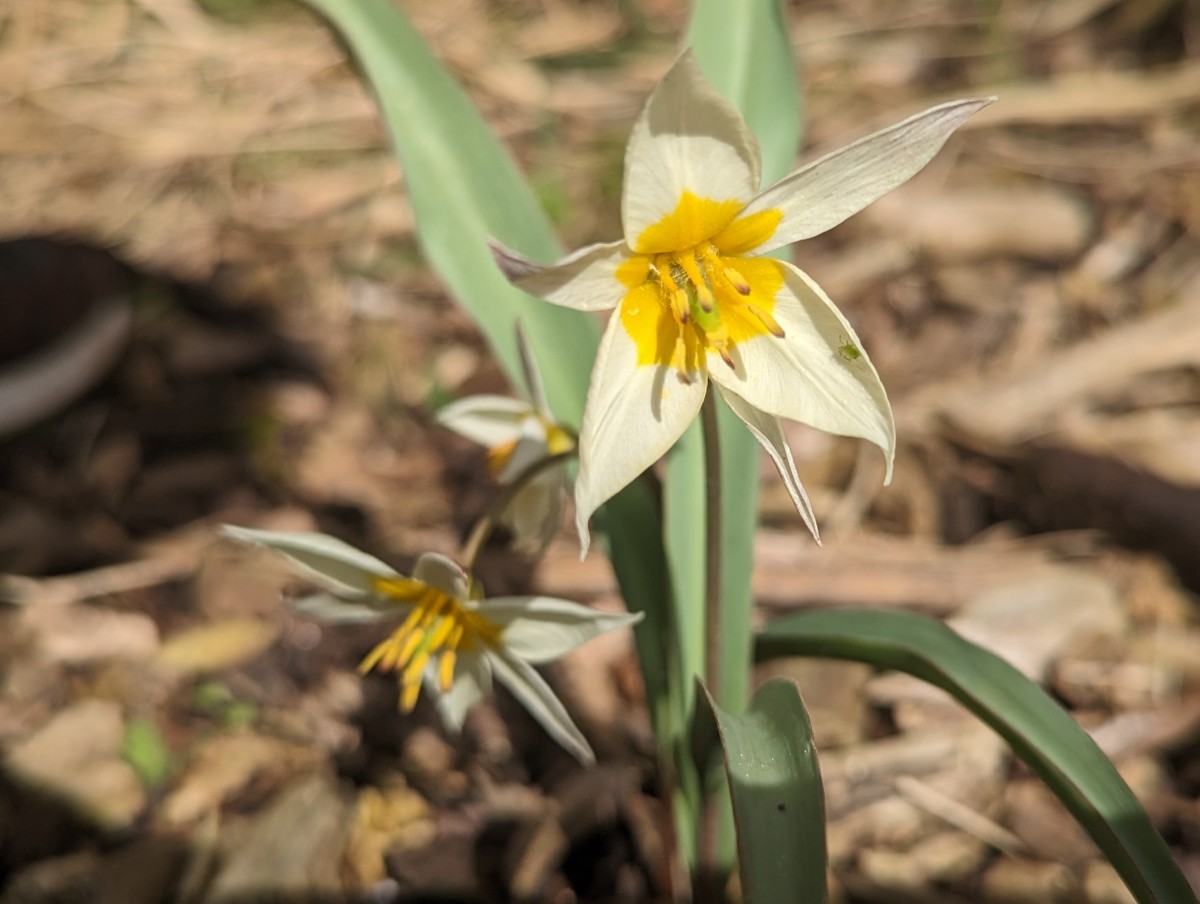 Tulipa turkestanica