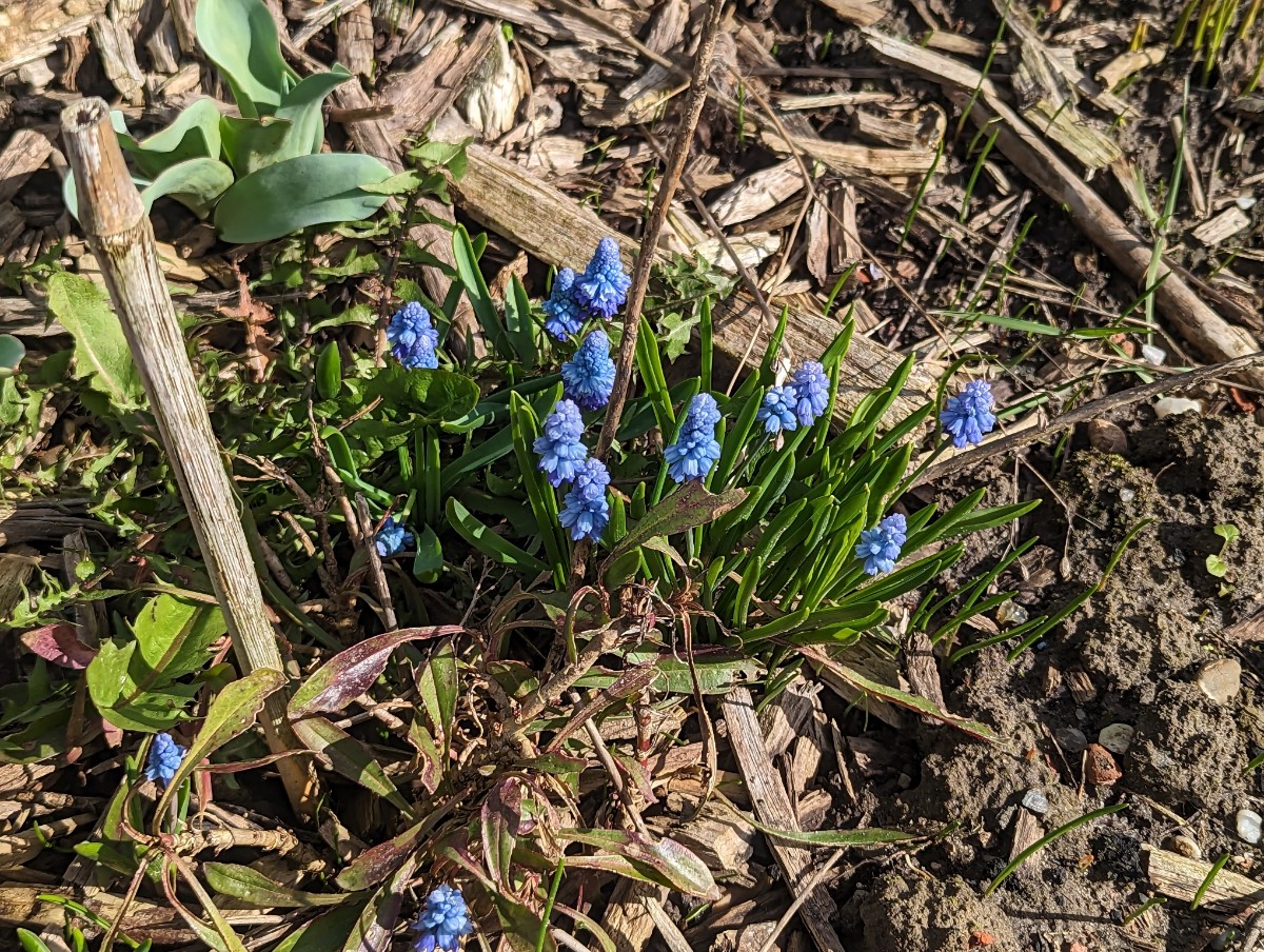 Muscari azureum