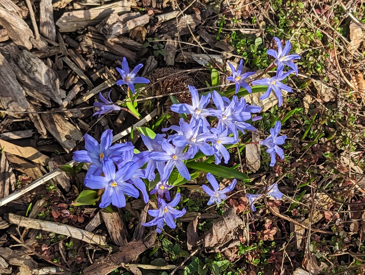 Scilla forbesii