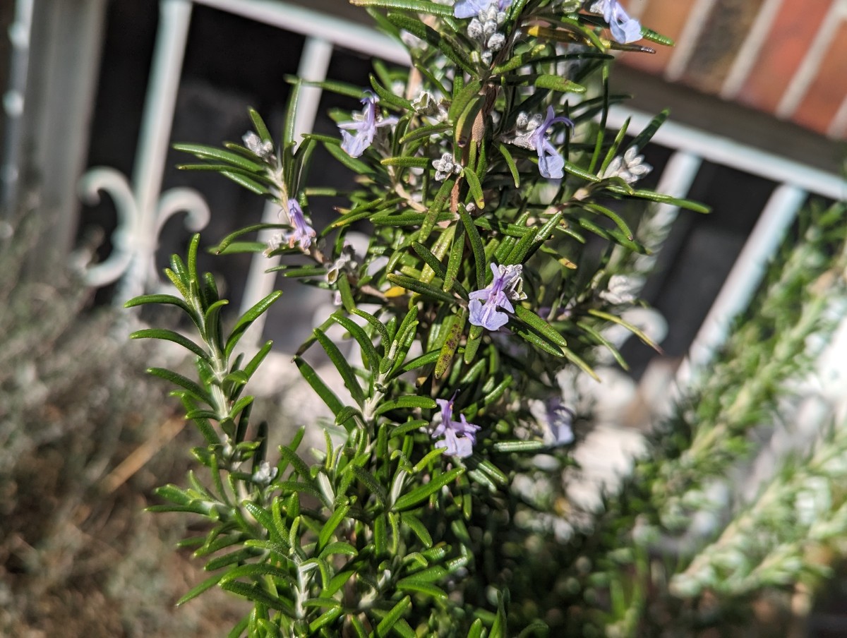 Salvia rosmarinus