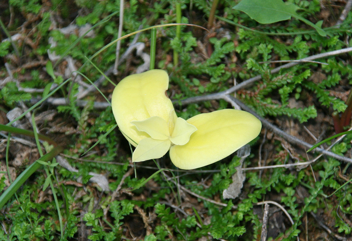 Anagyris foetida 15.JPG