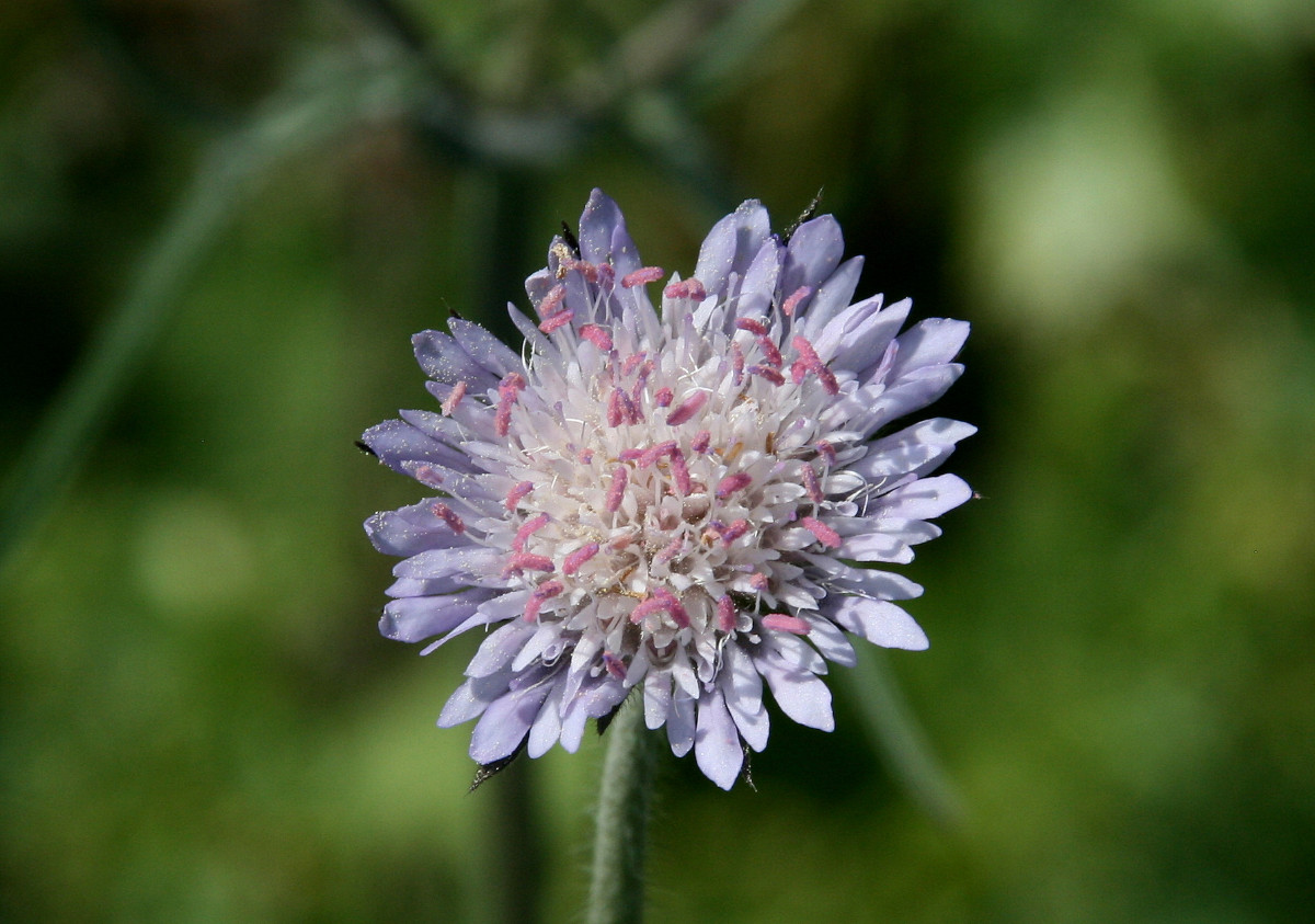 Knautia integrifolia 25.JPG