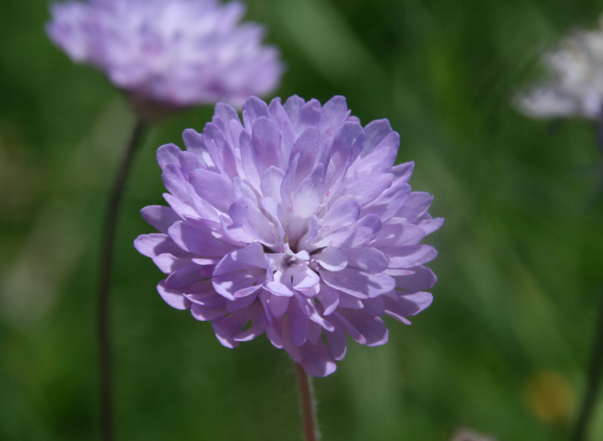 Knautia integrifolia 02.JPG