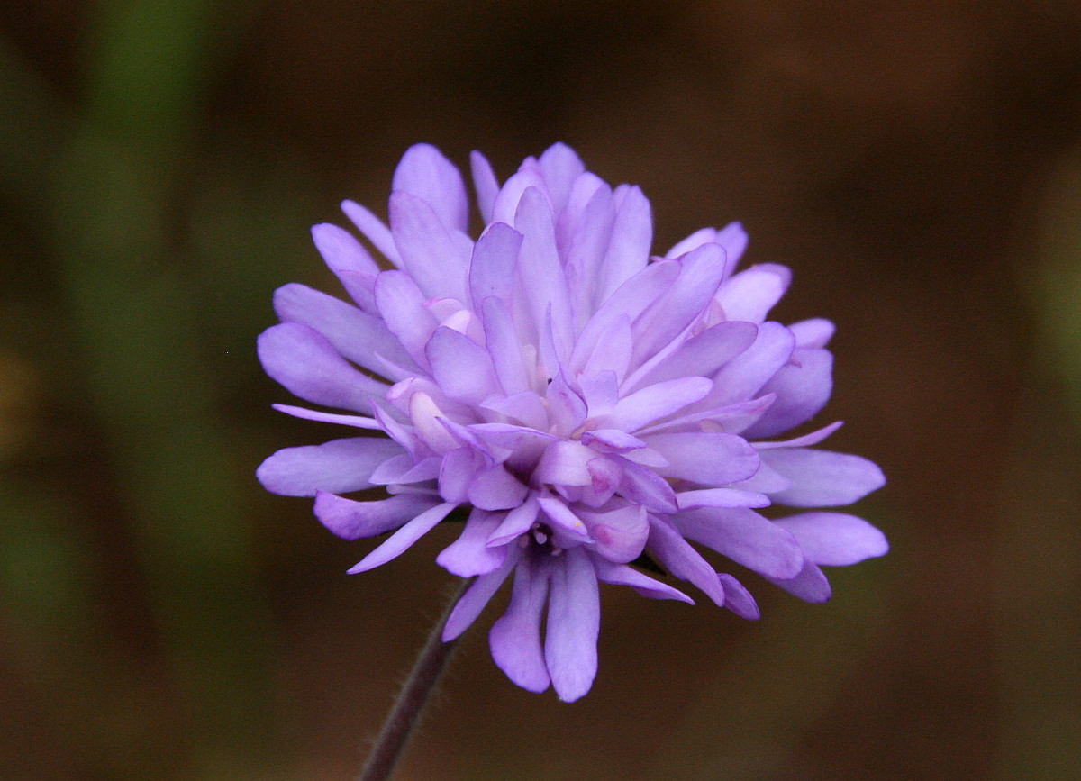 Knautia integrifolia 26.JPG