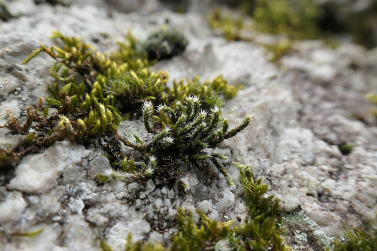 Hedwigia ciliata