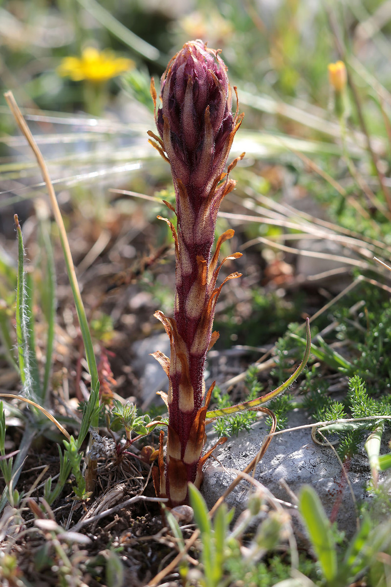 Orobanche centaurina_fraglich_2104.jpg