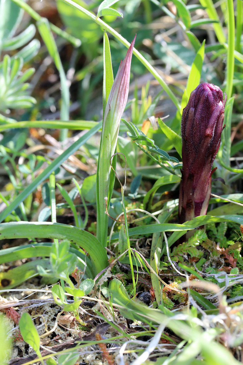 Orobanche centaurina_fraglich_2110.jpg