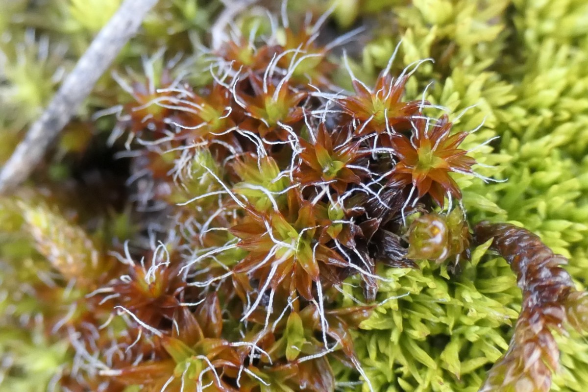 Syntrichia ruralis?