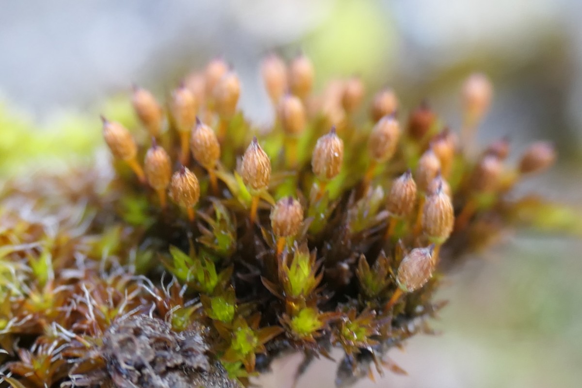 Orthotrichum?