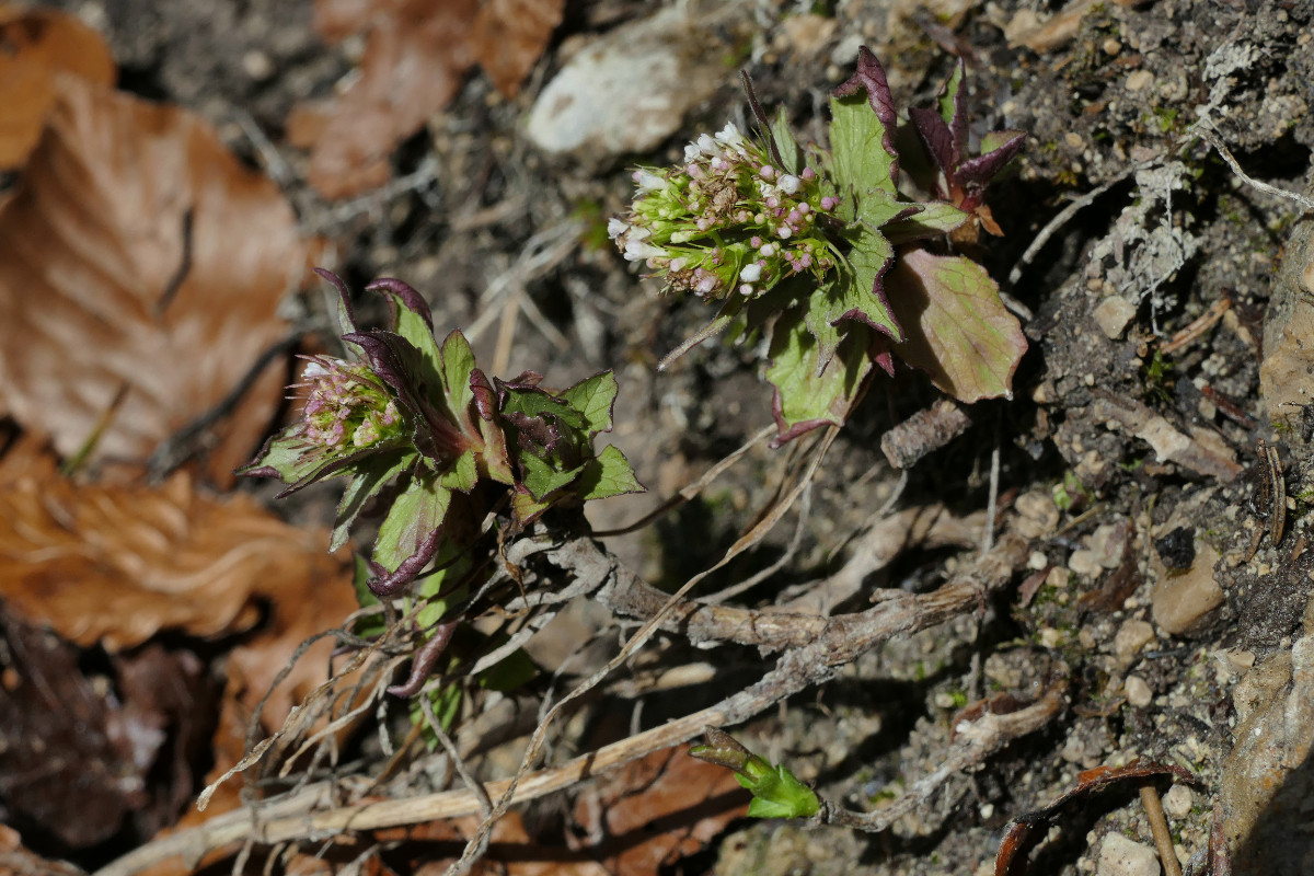 Habitus