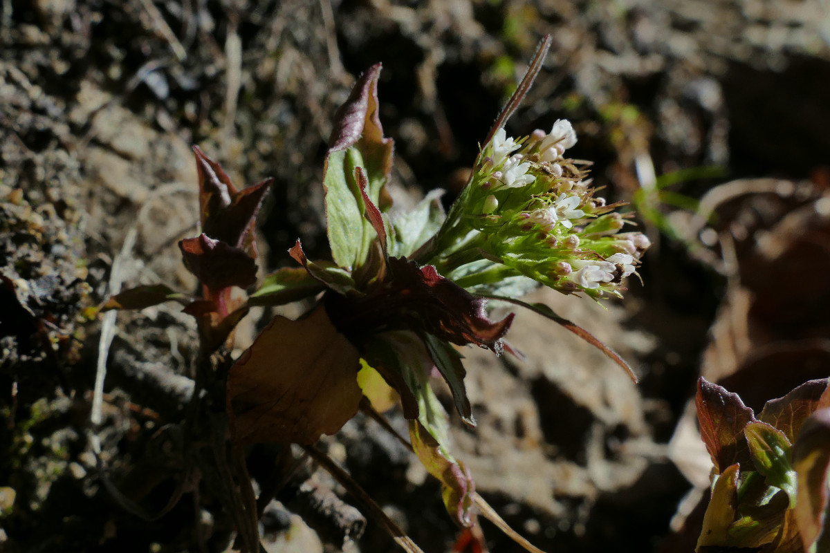 Habitus