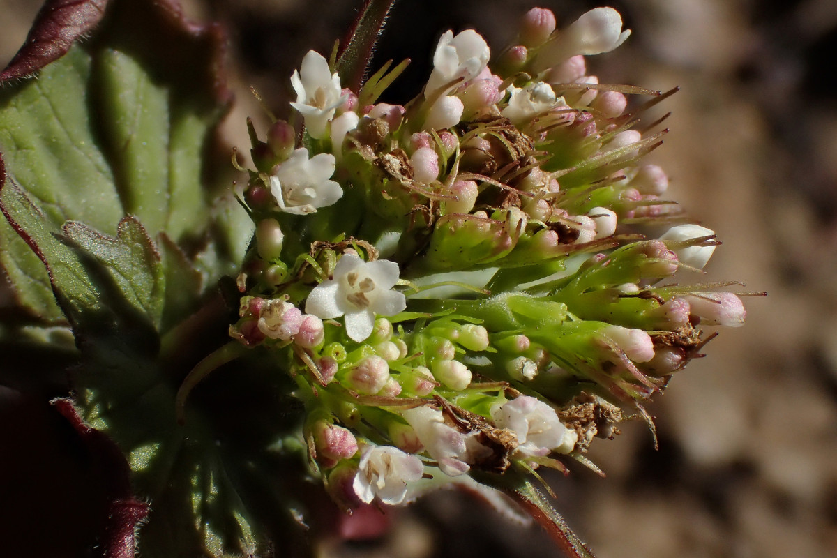 Blüten