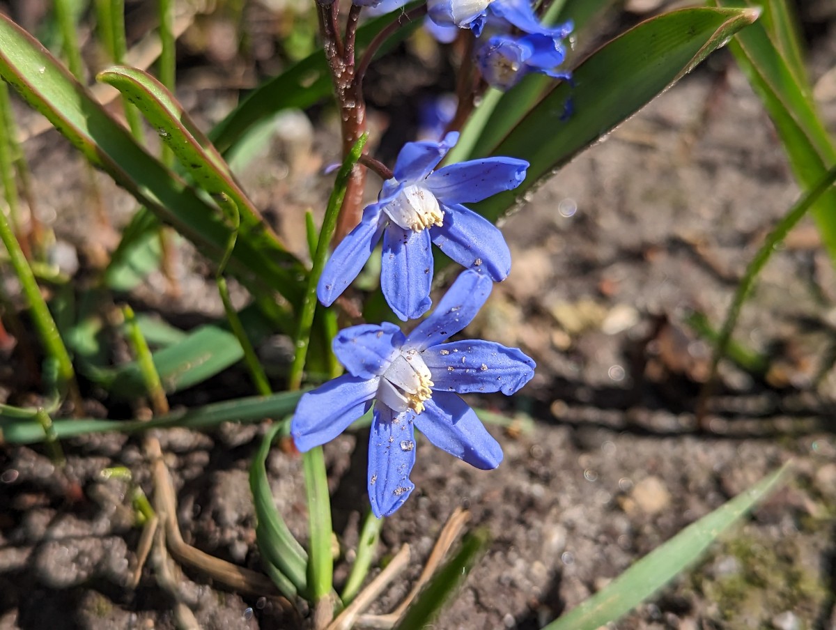 Scilla sardensis