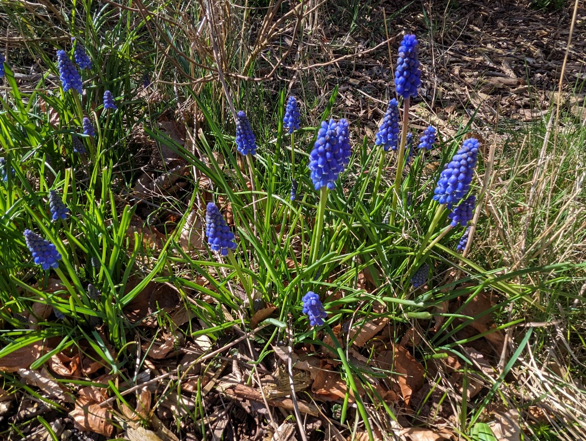 Muscari armeniacum