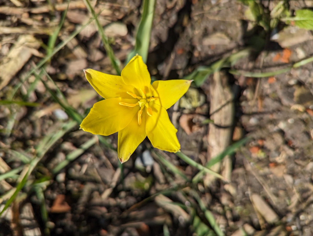 Tulipa iliensis