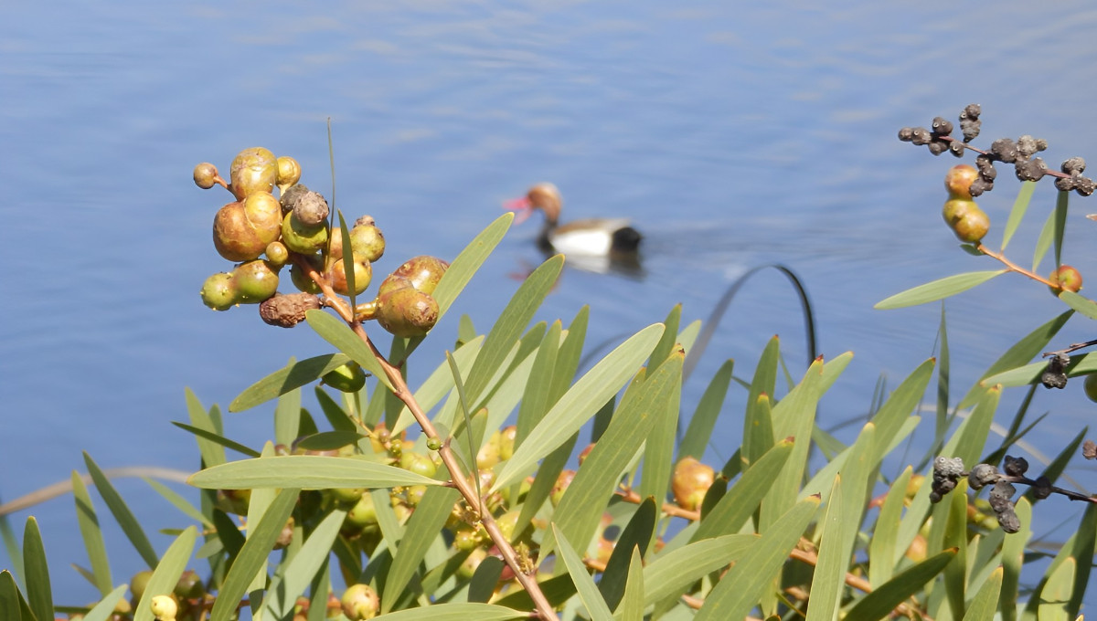 12.3. 2023 Sao Laurenco Algarve