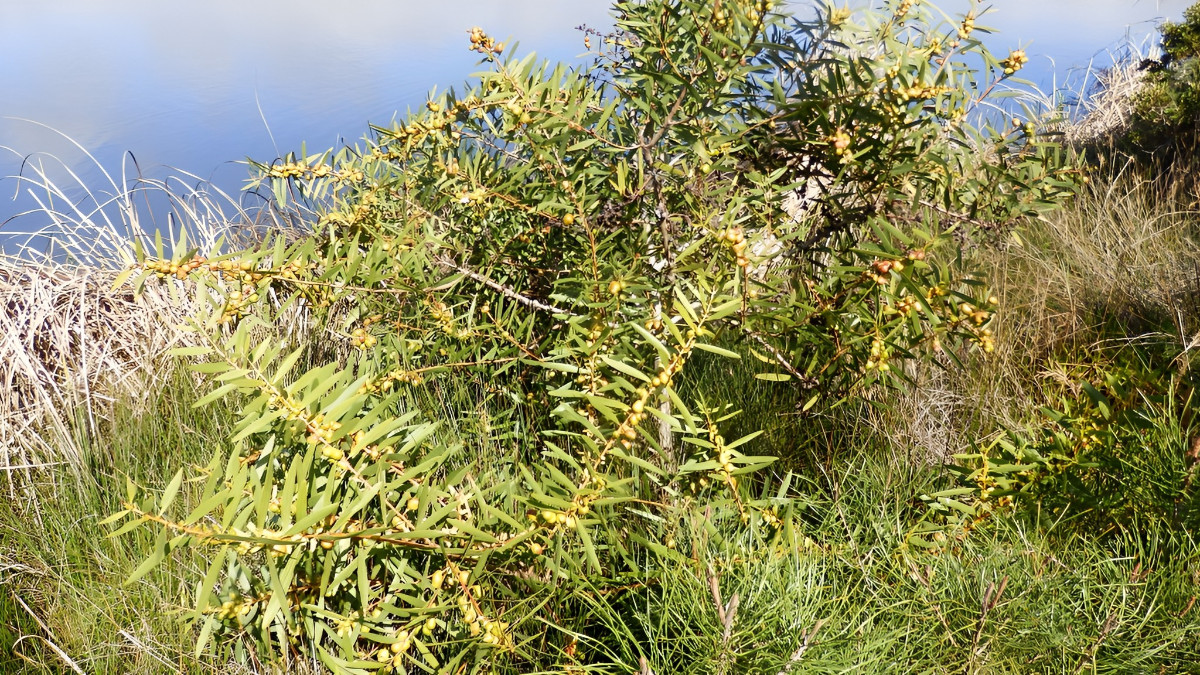 12.3. 2023 Sao Laurenco Algarve