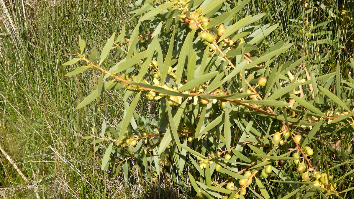 12.3. 2023 Sao Laurenco Algarve